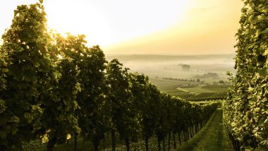 Australia’s Best – Vineyards