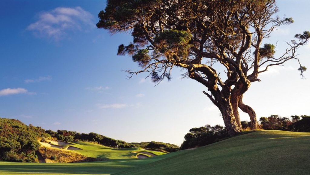 Tree and golf course at The National Golf Club, Mornington Peninsula, VIC