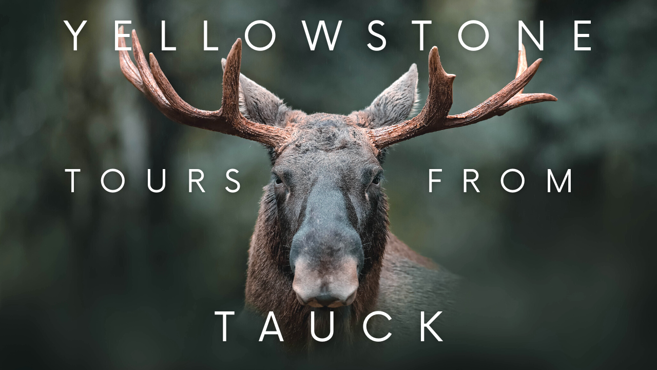 Yellowstone Tours With Tauck